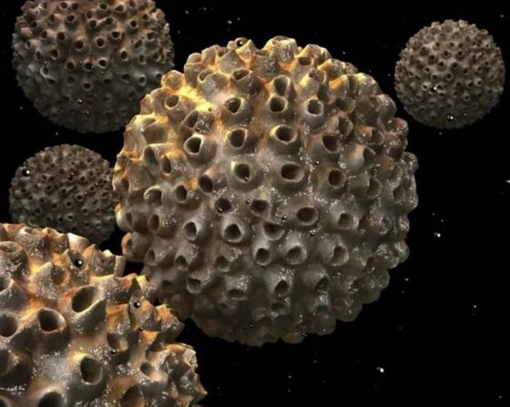 Papilomavirus